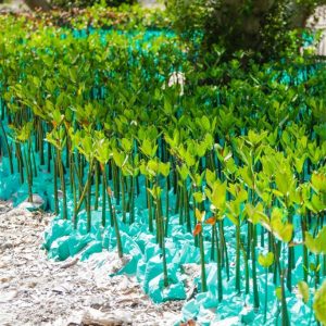 istockphoto-655449542-1024x1024-transformed